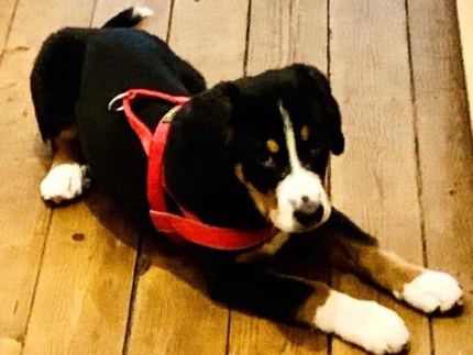 Vermisst: Wer hat 4 Monate alten Sennenhund in Hannover gesehen?