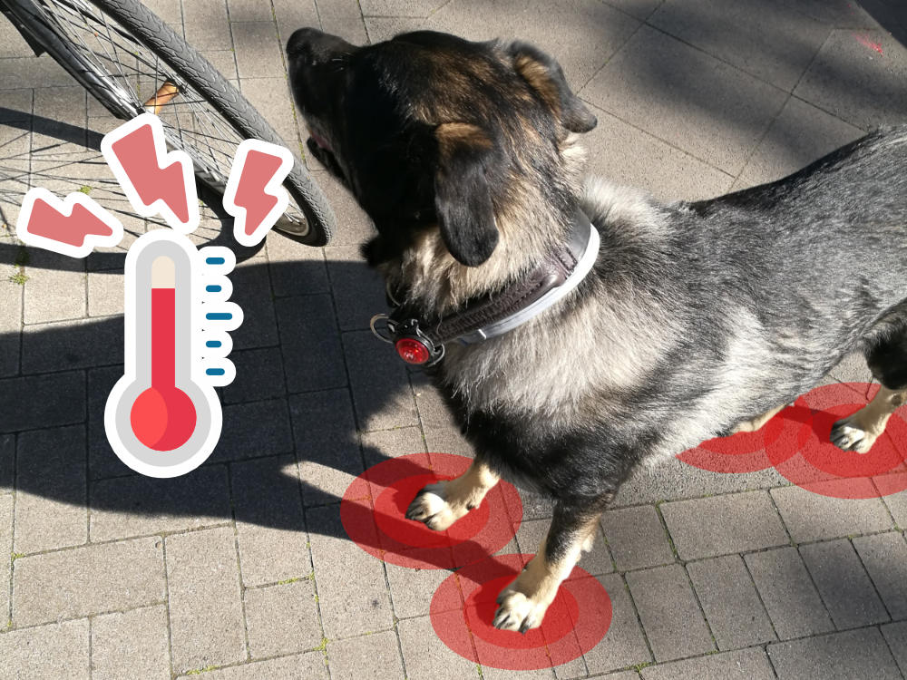 Symbolbild: Hund auf heißem Bürgersteig (kein Asphalt)